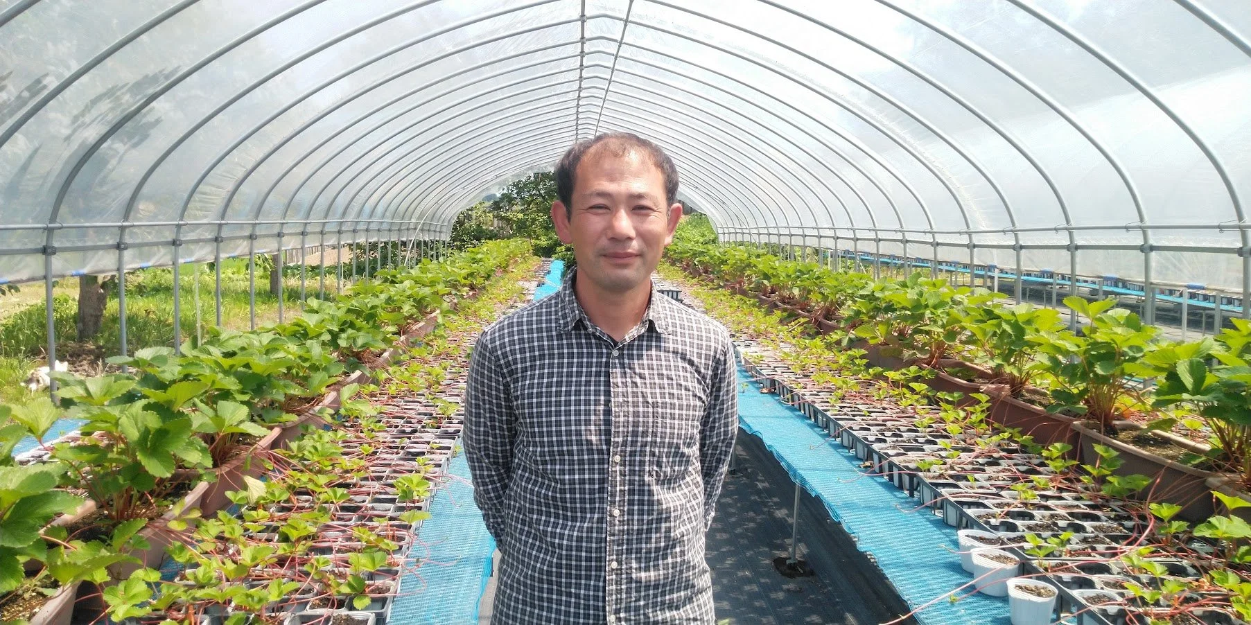 富山県の桃畑で枝に実った桃を確かめながら栽培作業をする農園スタッフ